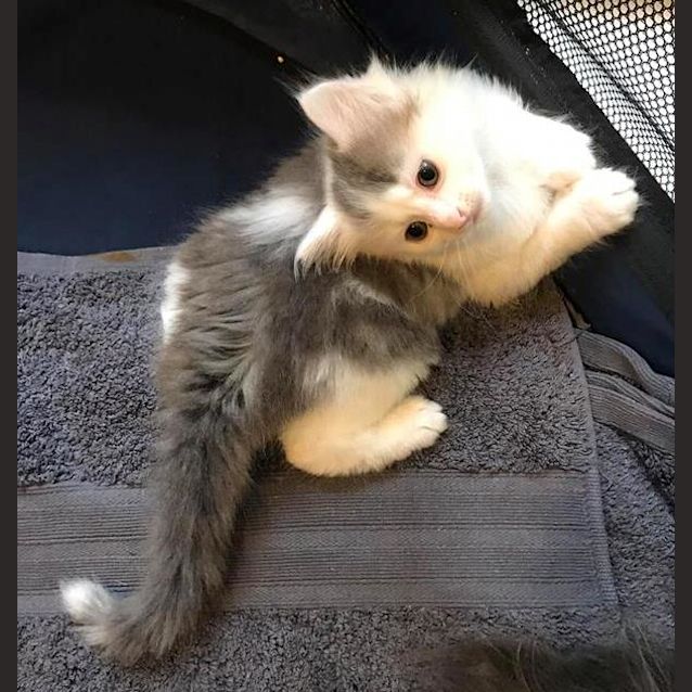 Photo of Eli **2nd Chance Cat Rescue**