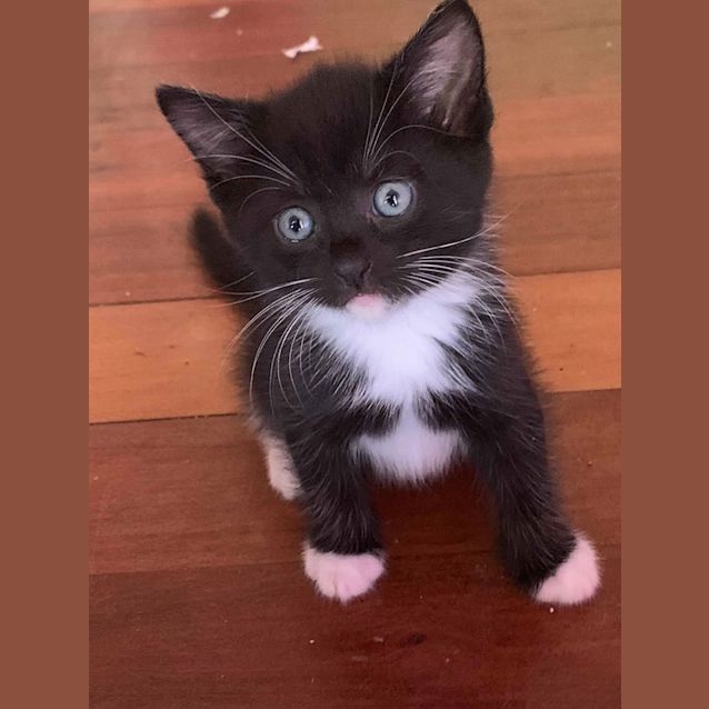 Photo of Parsley 