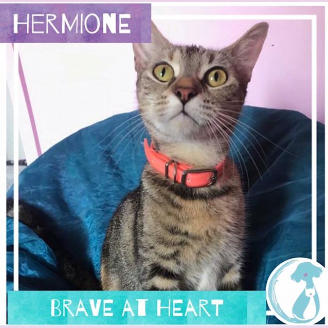 Photo of Hermione