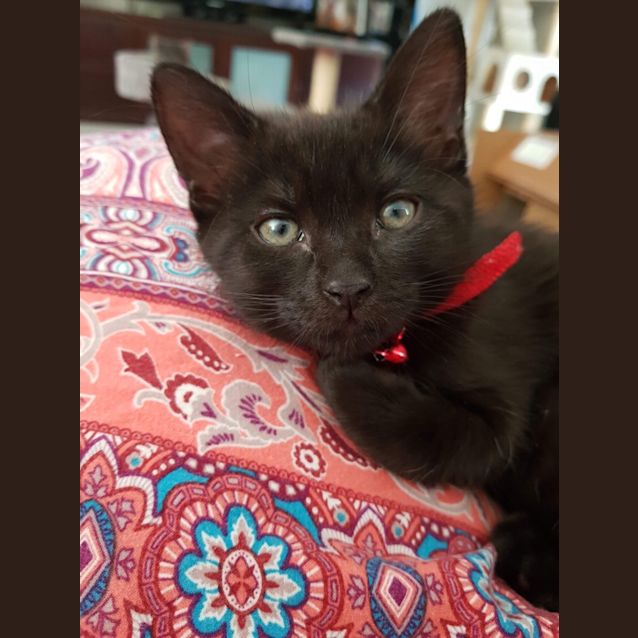 Photo of Midnight 