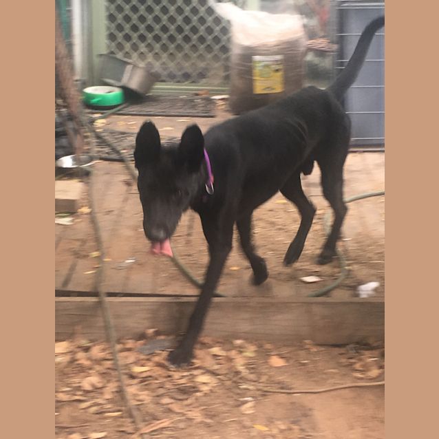 Photo of Chaka   Meet And Greet Organised