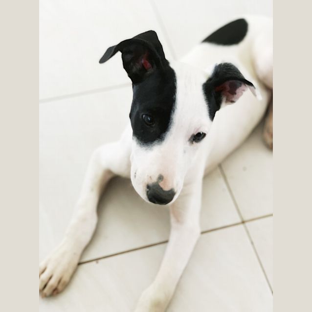 Photo of Penny