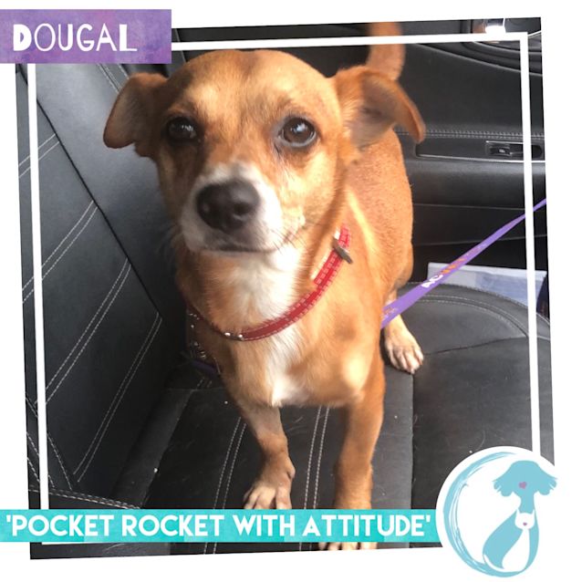 Photo of Dougal