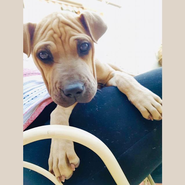 Photo of Honeybunch ❤️