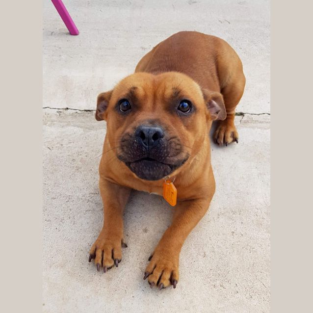 Photo of **On Trial** Yoda