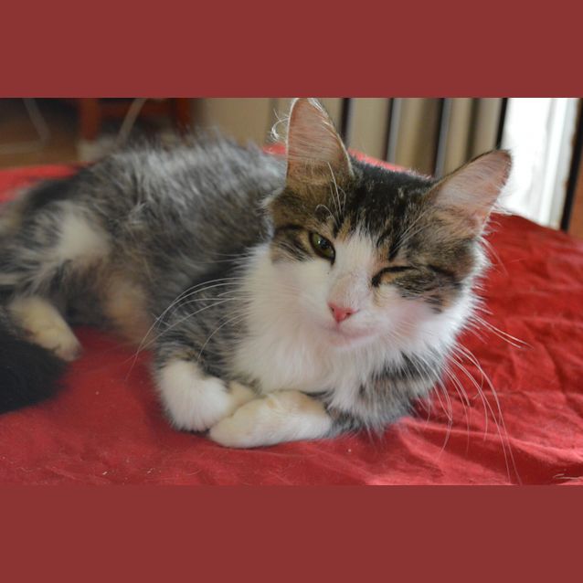 Photo of Dizzy Miss Lizzy The Fluffiest Tailed Cat!