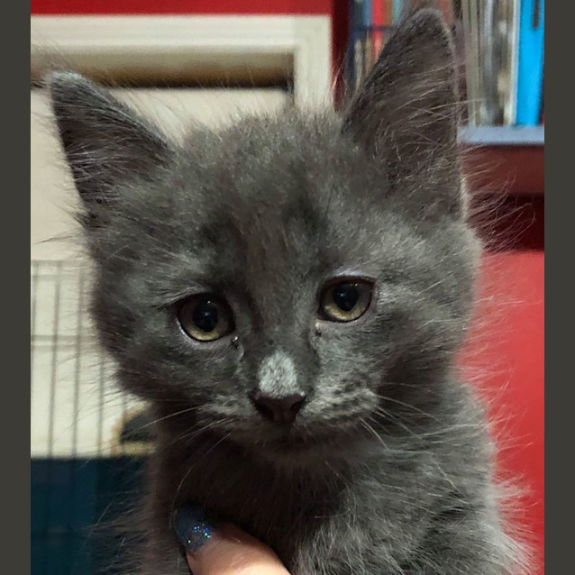 Photo of Bandit