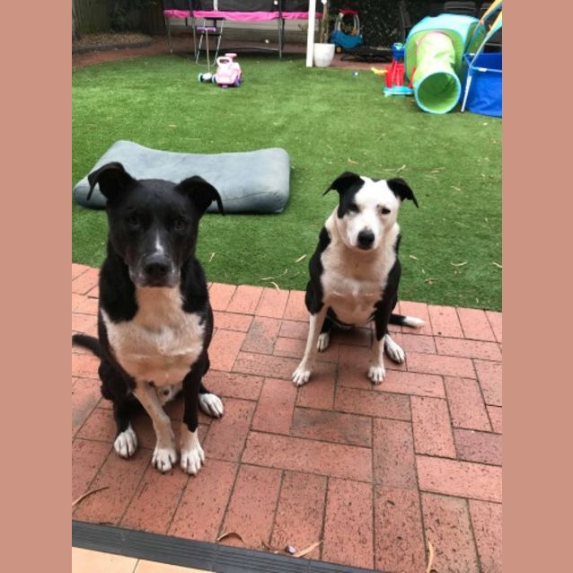 Photo of Bonnie & Clyde🐾🐶