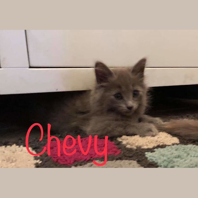 Photo of Chevy