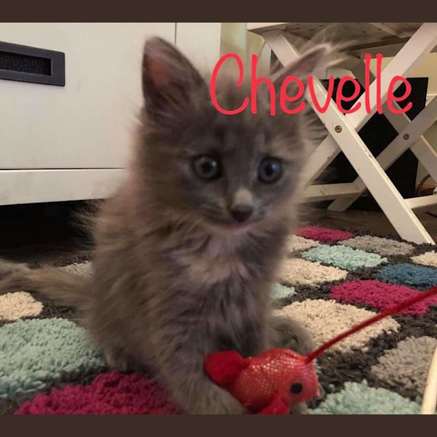 Photo of Chevelle