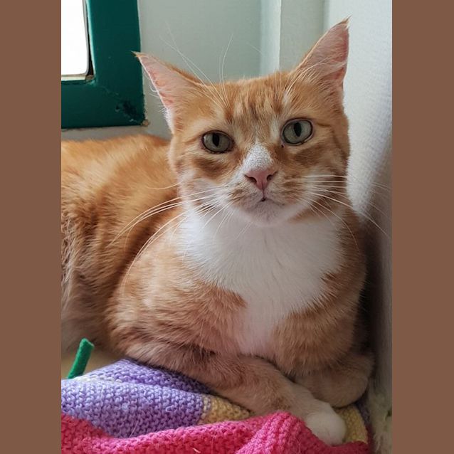 Photo of Ollie
