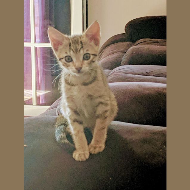 Photo of Amaya