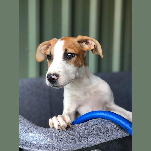 Photo of Josie ~ Bull Arab X Puppy (On Trial 13/4/19)