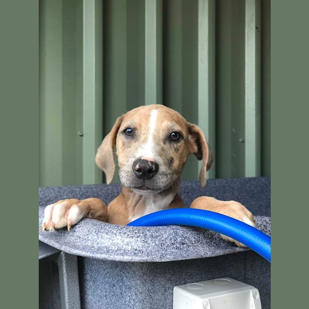 Photo of Jersey ~ Catahoula X Bull Arab (On Trial 4/4/19)