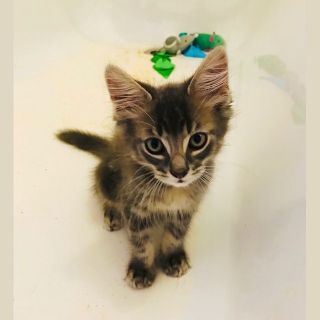 Photo of Milo And Max (Adopted)