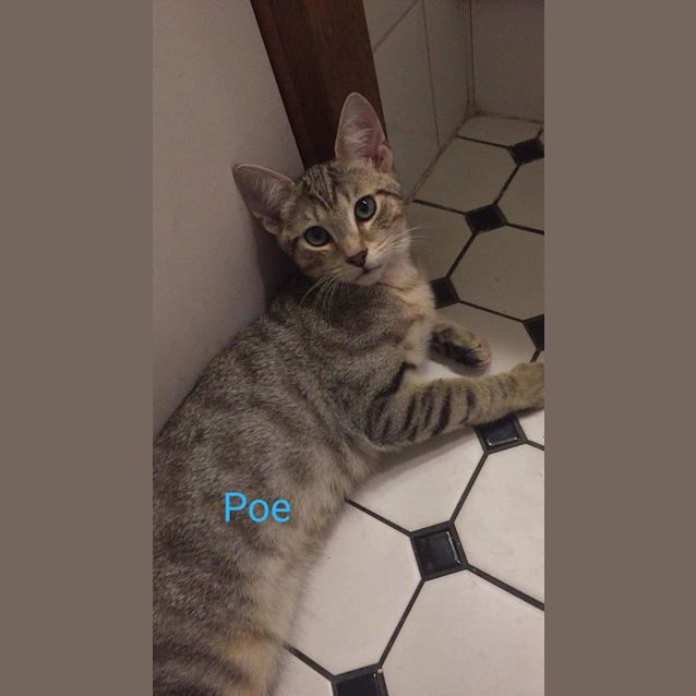 Photo of Poe