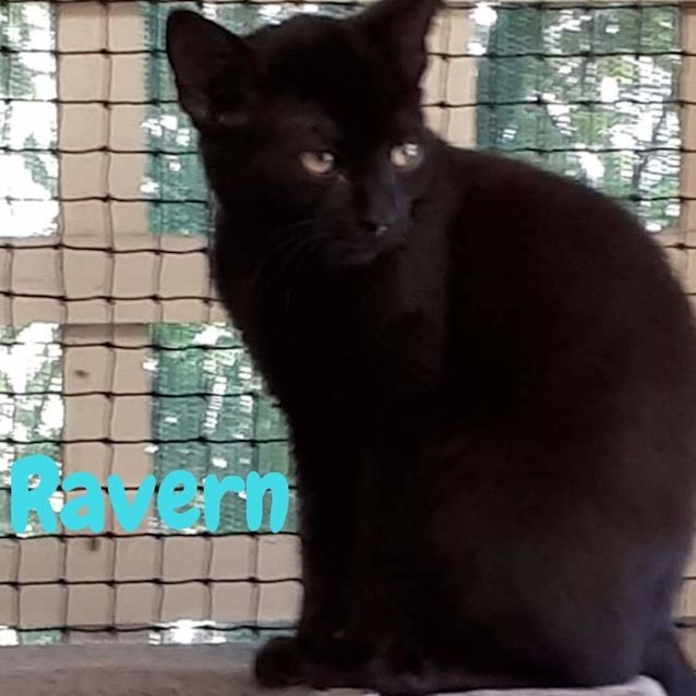 Photo of Ravern