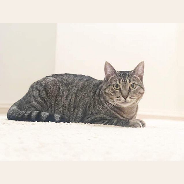 Photo of Precious Mumma Tee