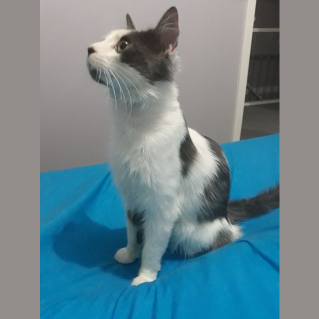 Photo of Harvey