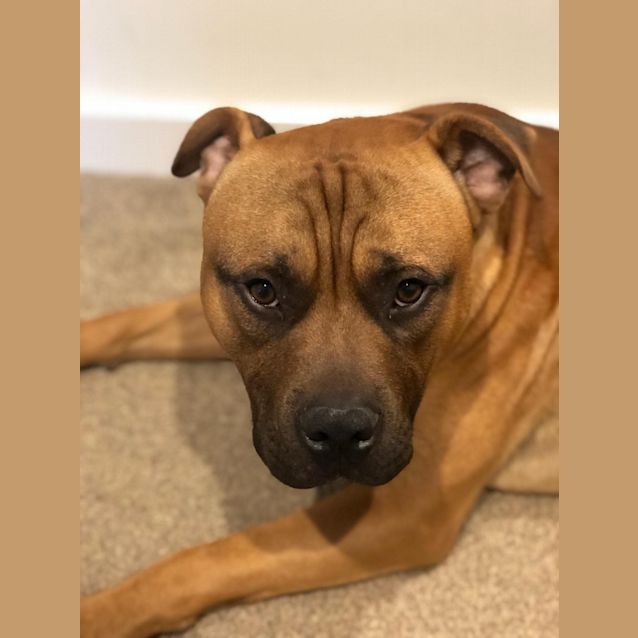 Photo of **On Trial** Rocco