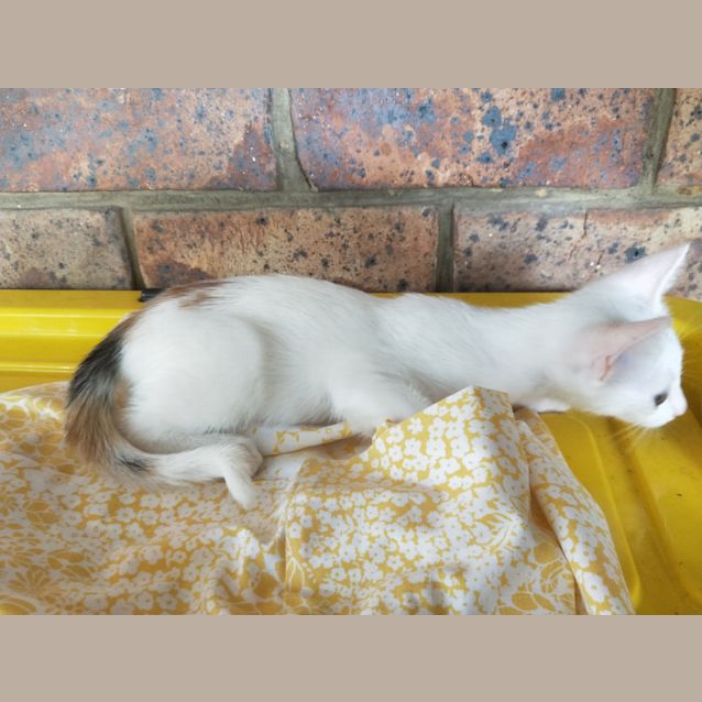 Photo of Mia On Sale Now 