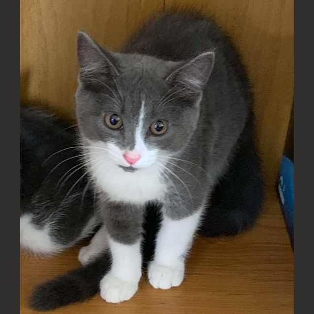 Photo of Buttons