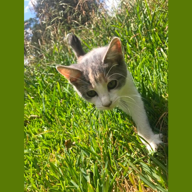 Photo of Lily 