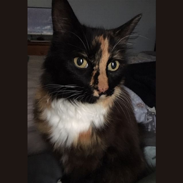 Photo of Ginger (Now Chilli)