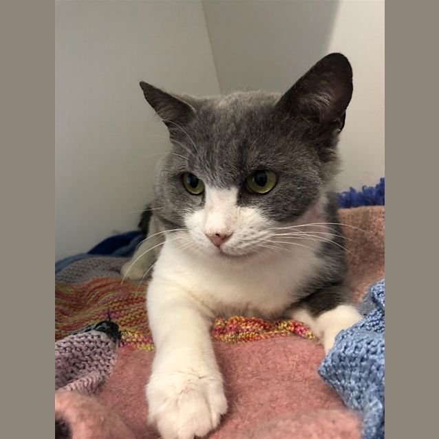 Photo of Chonky Steve