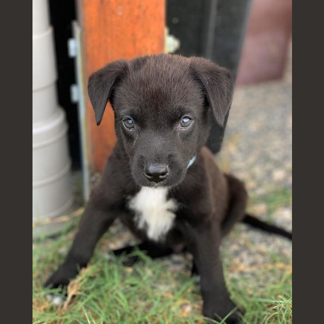 Photo of Cola 