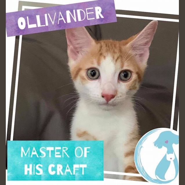 Photo of Ollivander