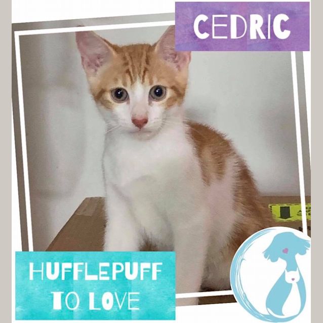 Photo of Cedric