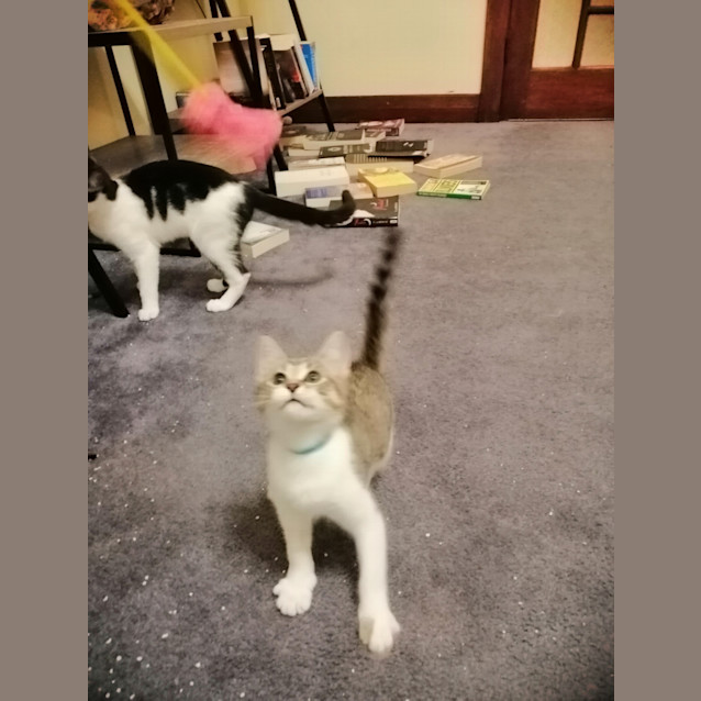 Photo of Opal