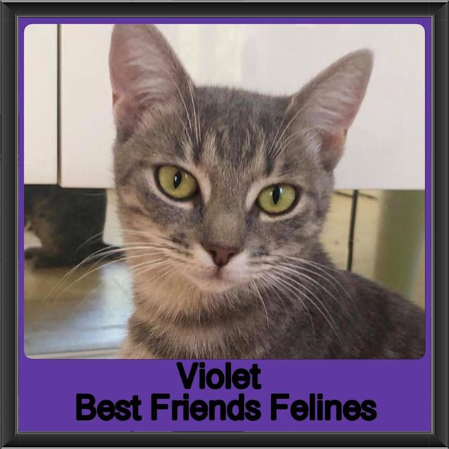 Photo of Violet 