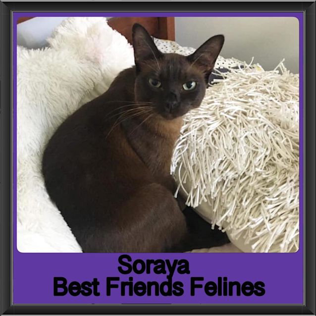 Photo of Soraya 