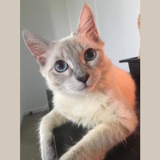 Photo of Fiyero 