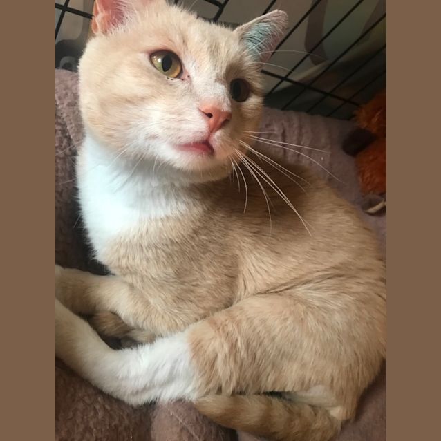 Photo of Sammy 