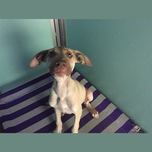 Photo of Baxter