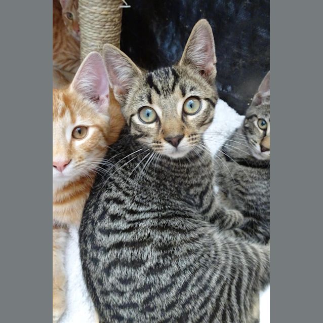 Photo of Rocket