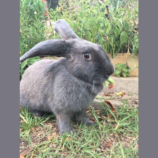 Photo of Danielle The Giant