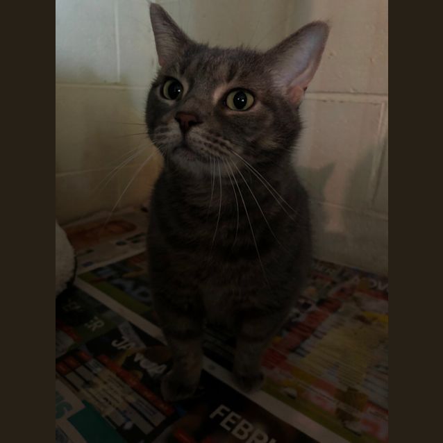 Photo of 1156 Celine