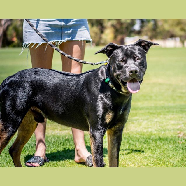 Photo of Archie Db449