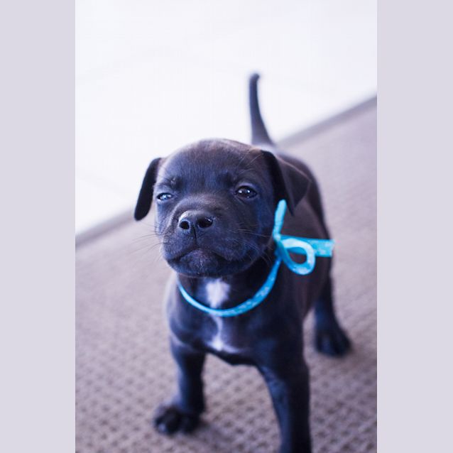 Photo of Apollo   Available For Pre Adoption