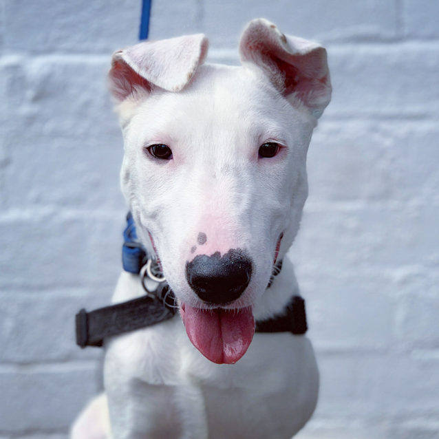 Photo of Bonnie