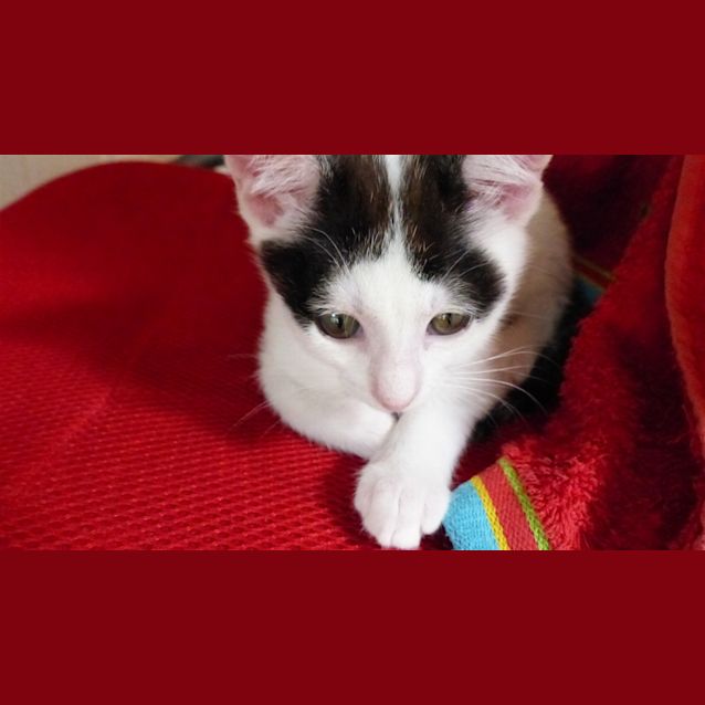 Photo of Lucky