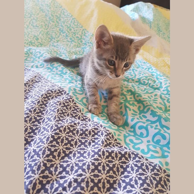 Photo of Layla