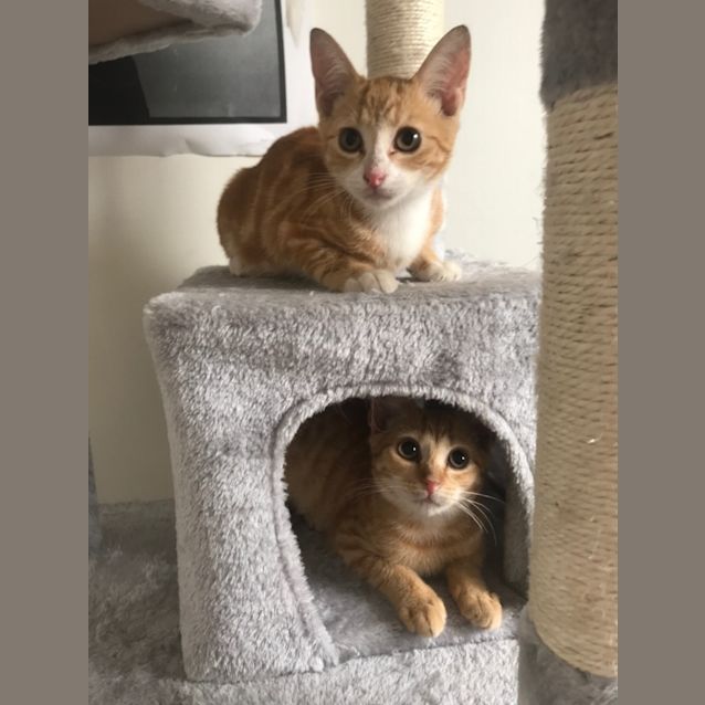 Photo of Sox & Boots 