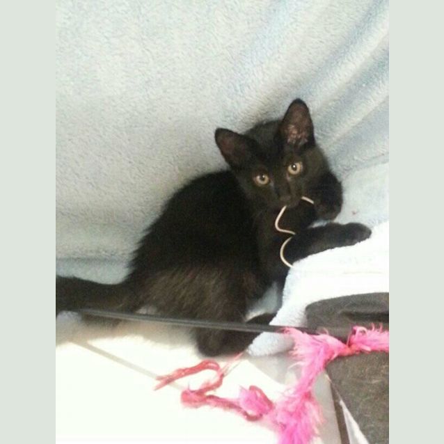 Photo of Black Opal