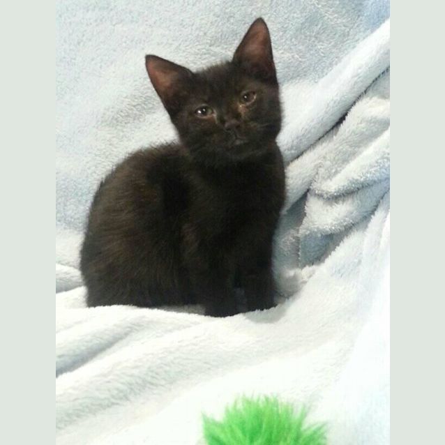 Photo of Juniper