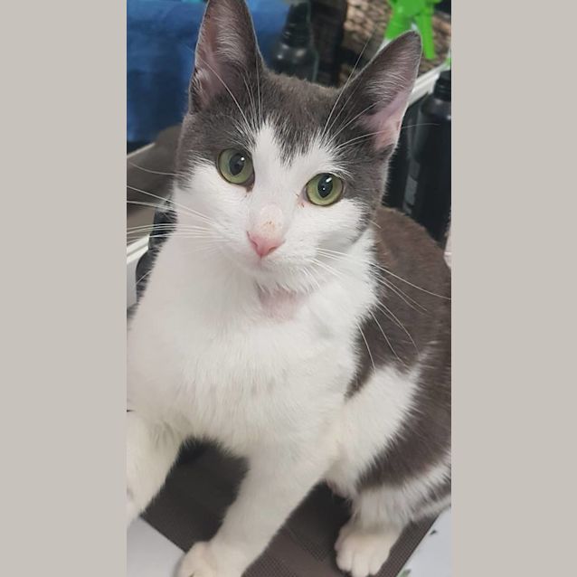 Photo of Poppy